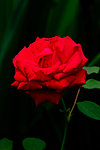 月季花