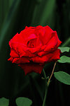 月季花