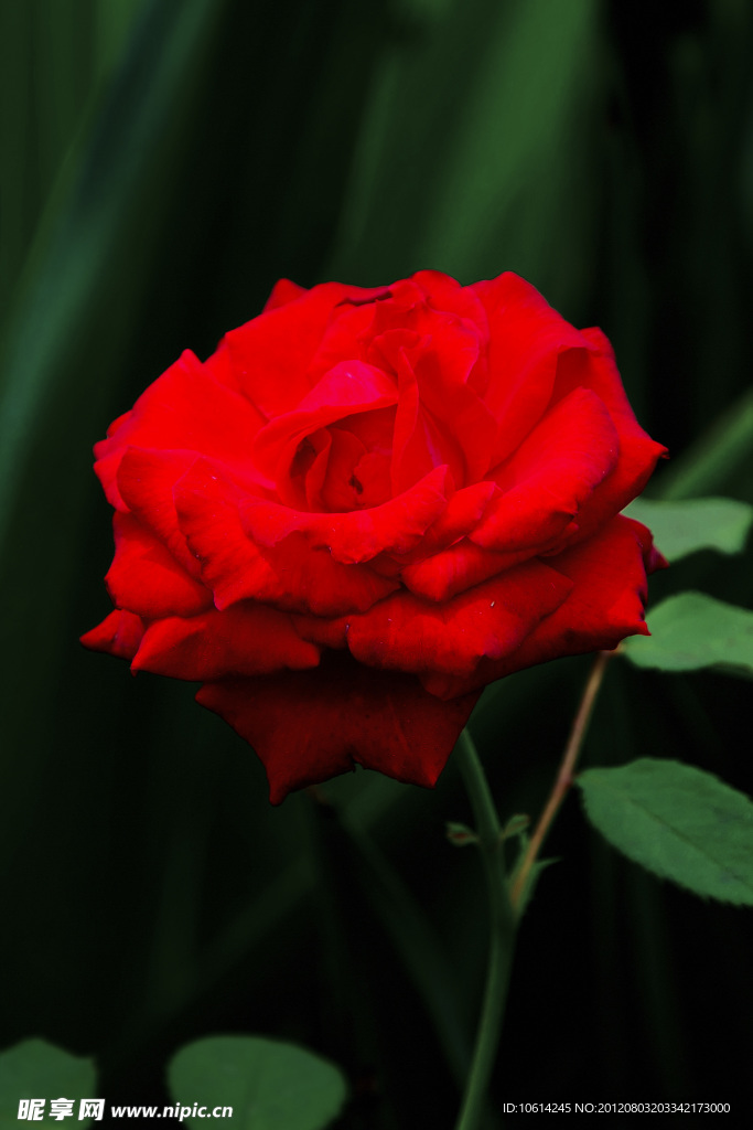 月季花