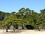 松树