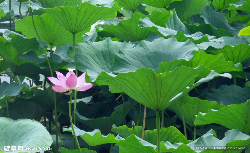 荷花