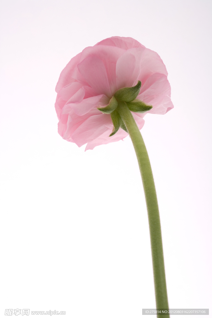 红色花