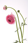 玫瑰花