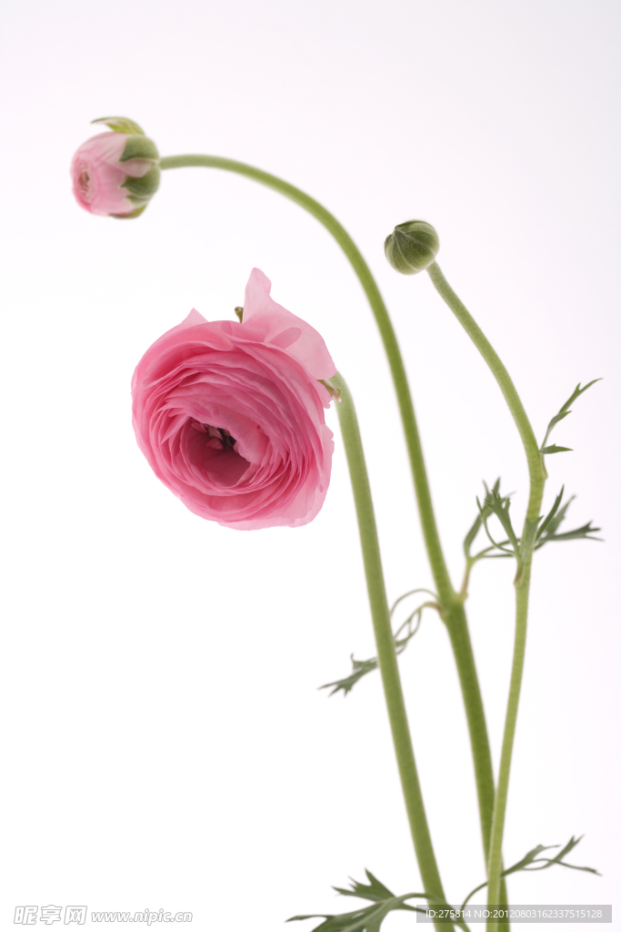 玫瑰花
