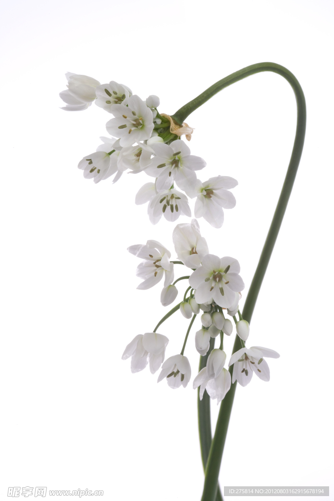 蝴蝶花