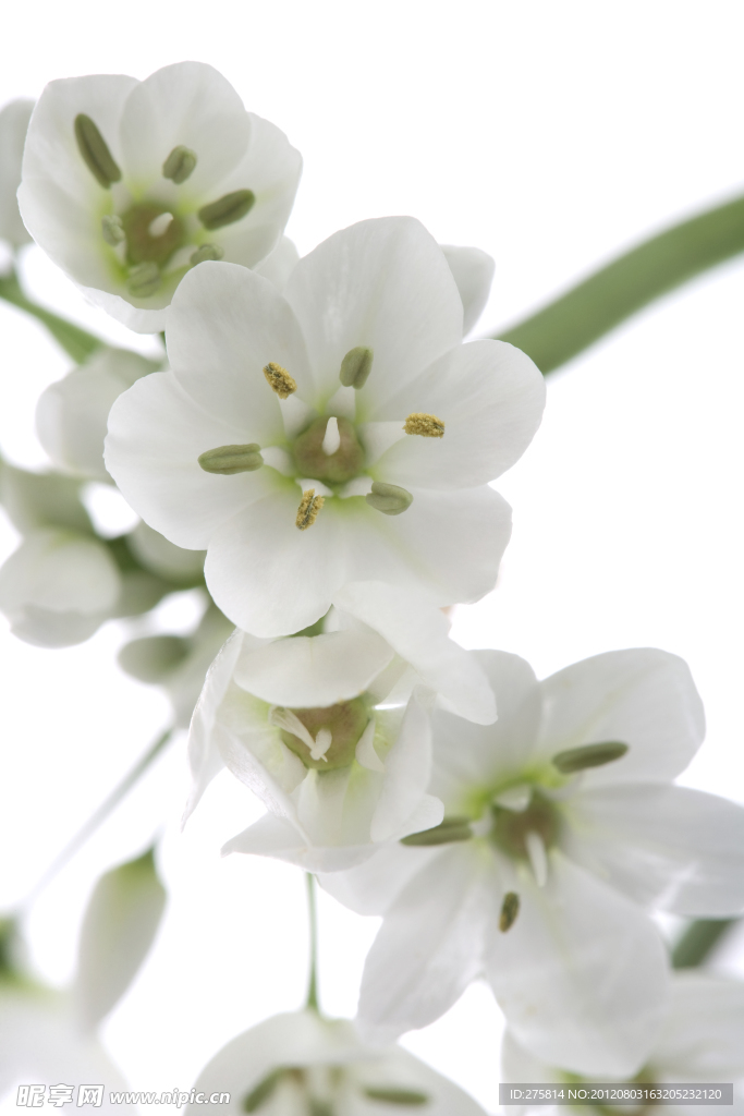 蝴蝶花