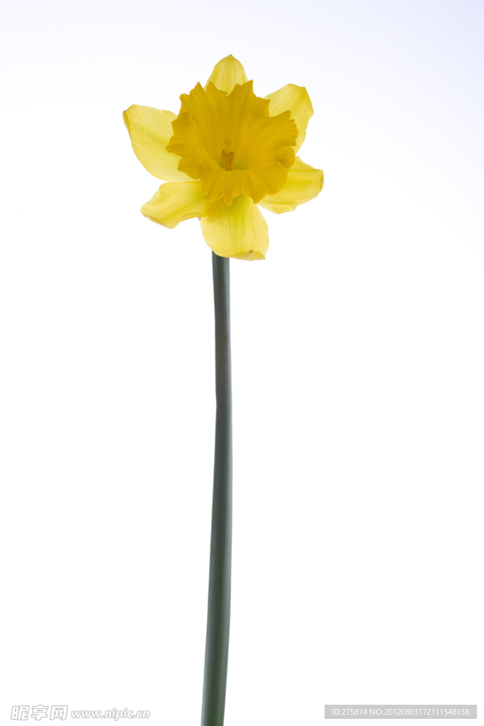 黄艾菊