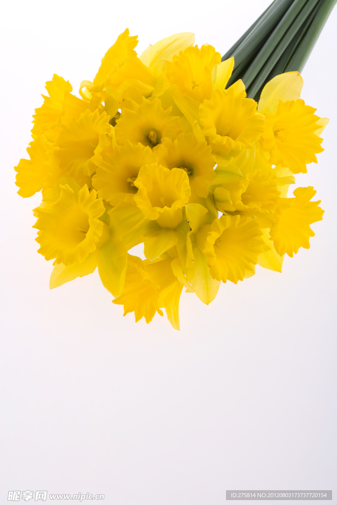 黄艾菊