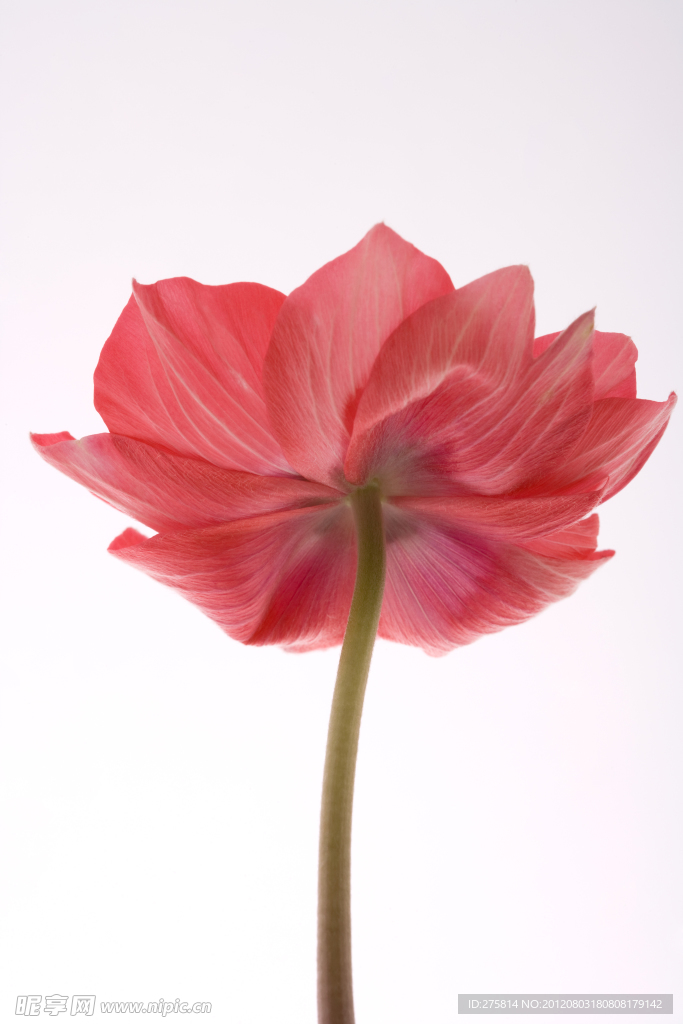 棠花