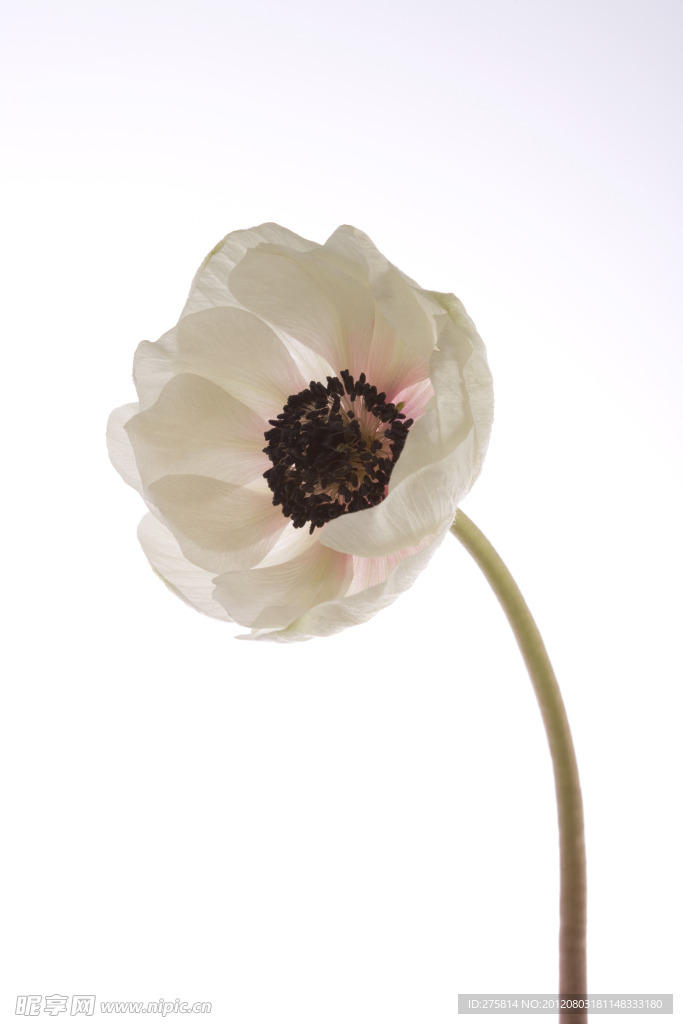 白芨