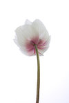白芨