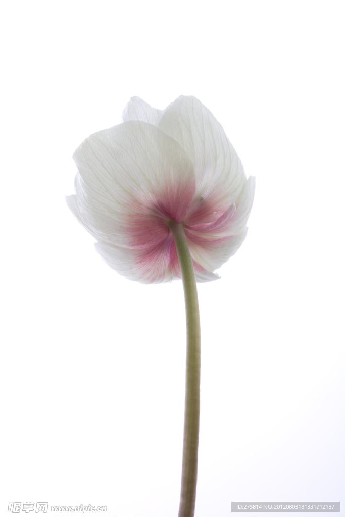 白芨