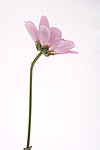 白芨