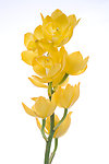 艾菊