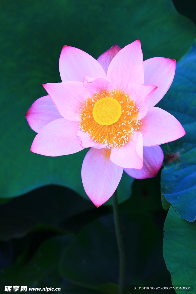 荷花
