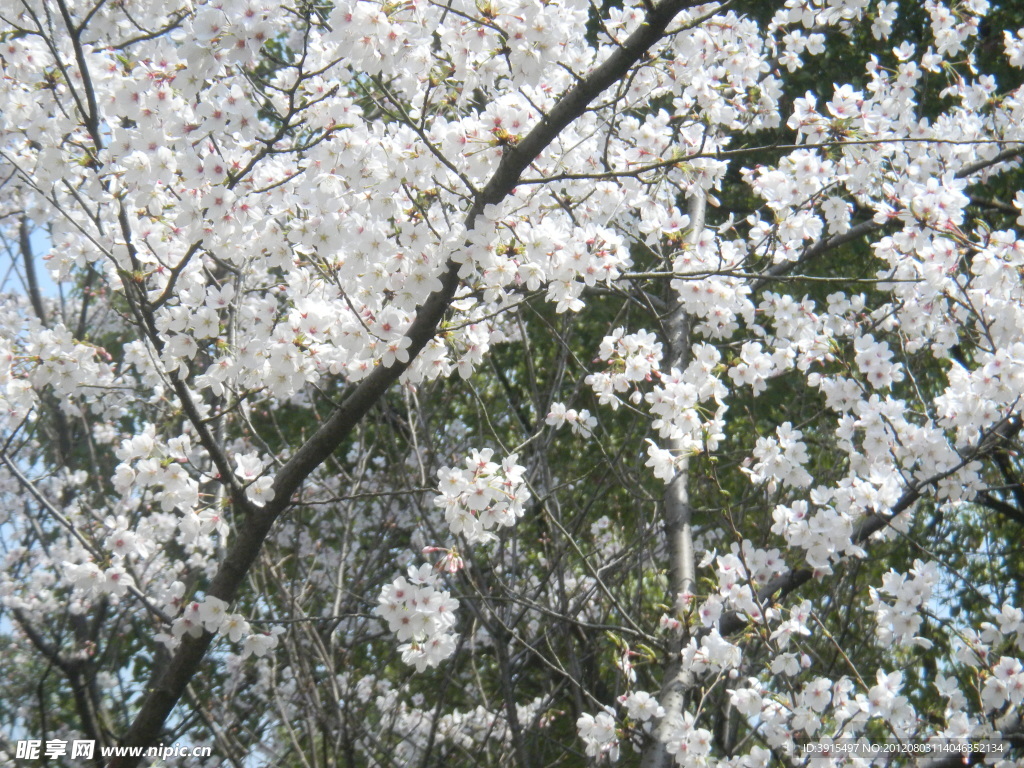 樱花