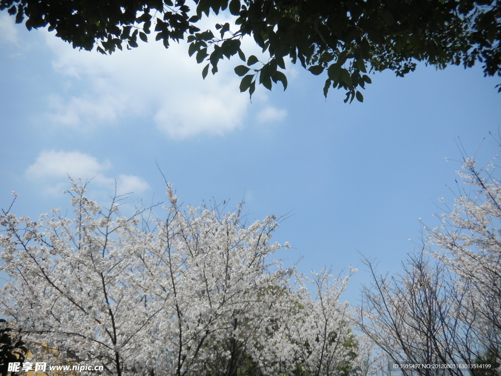 樱花