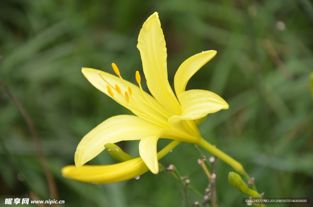 黄花菜