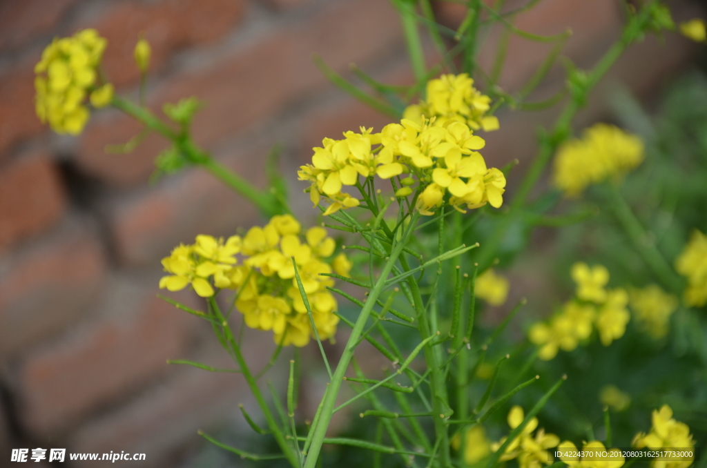 油菜花