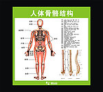 人体骨骼结构矢量源文件