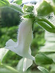 芝麻花