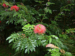 美蕊花 美洲合欢