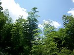 水槎天湖山竹林