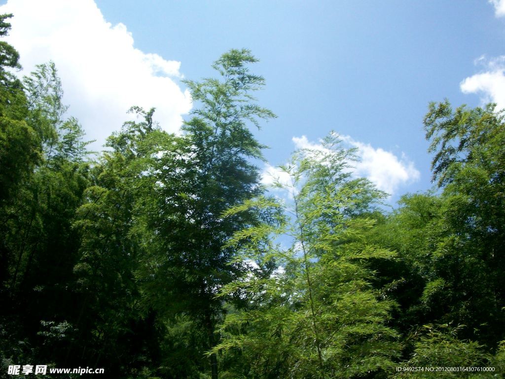 水槎天湖山竹林