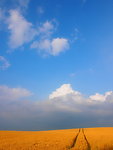 麦田与蓝天