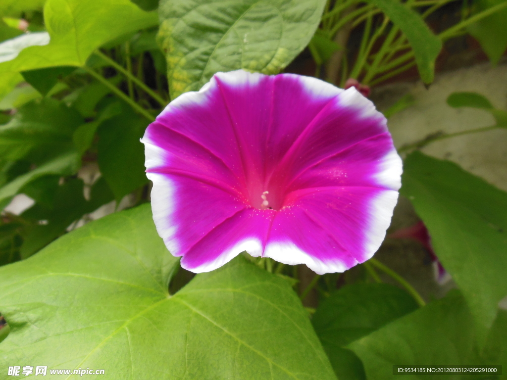 牵牛花
