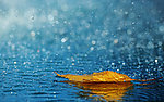 雨中落叶