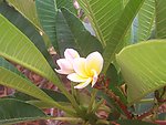 鸡蛋花