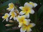 鸡蛋花