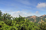 山顶树林