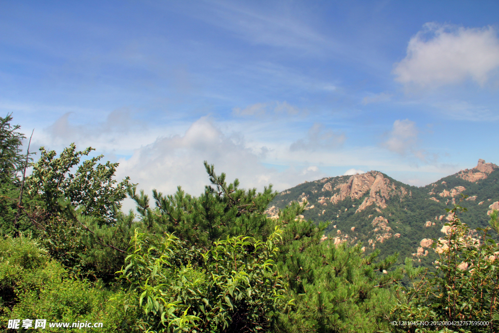 山顶树林