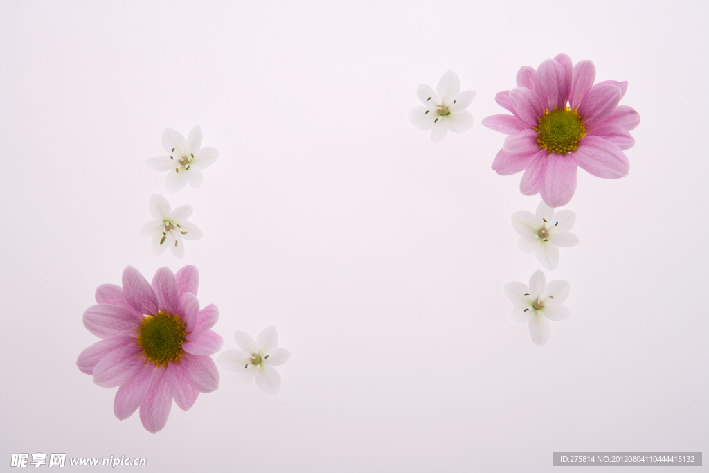 玫瑰花