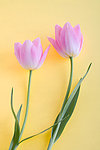 玫瑰花