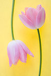 玫瑰花