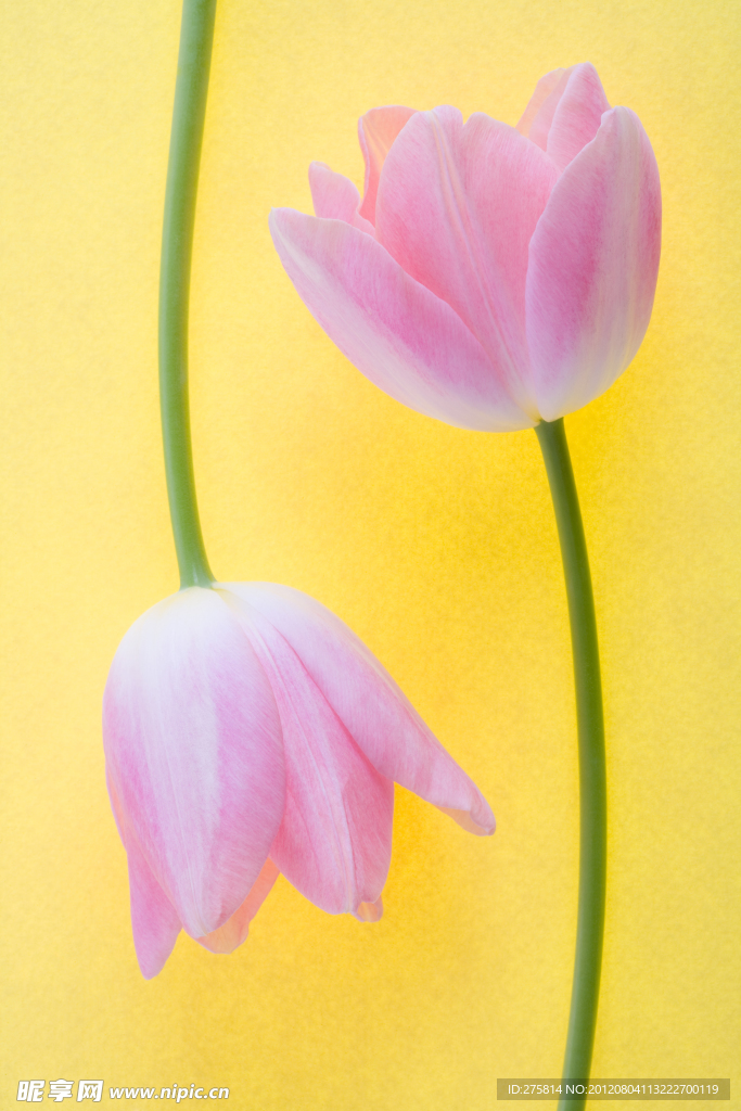 玫瑰花