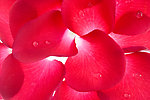 玫瑰花