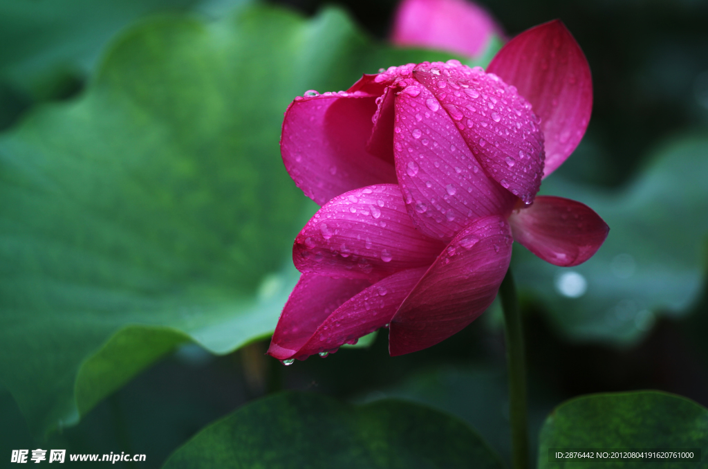 艳荷沐雨