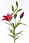 百合花