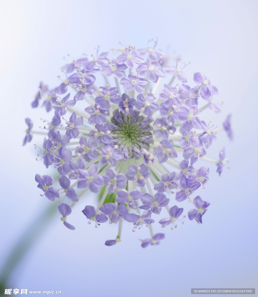 白色花