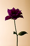 菊花 紫菊花