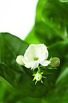 茉莉花