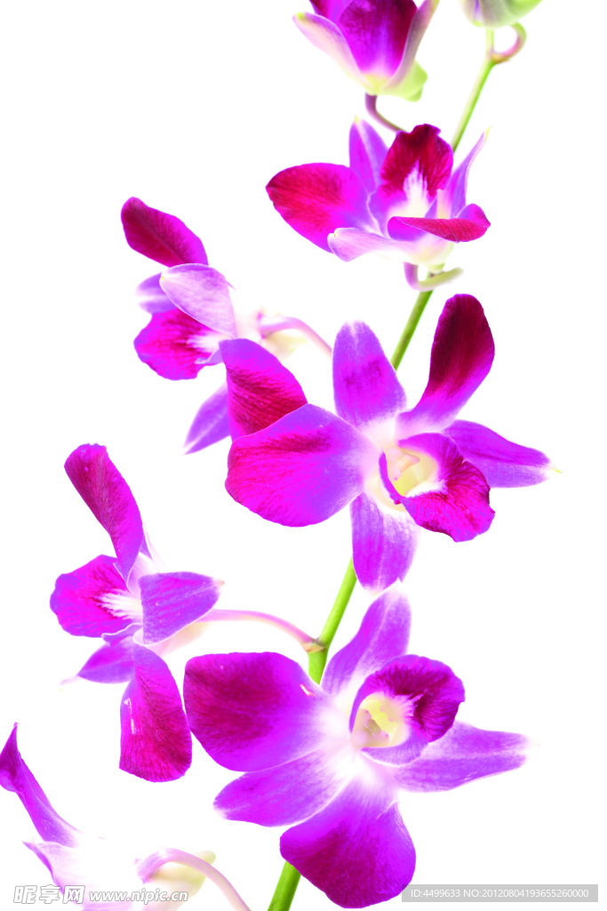 兰花