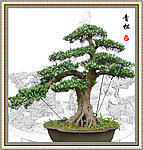青松