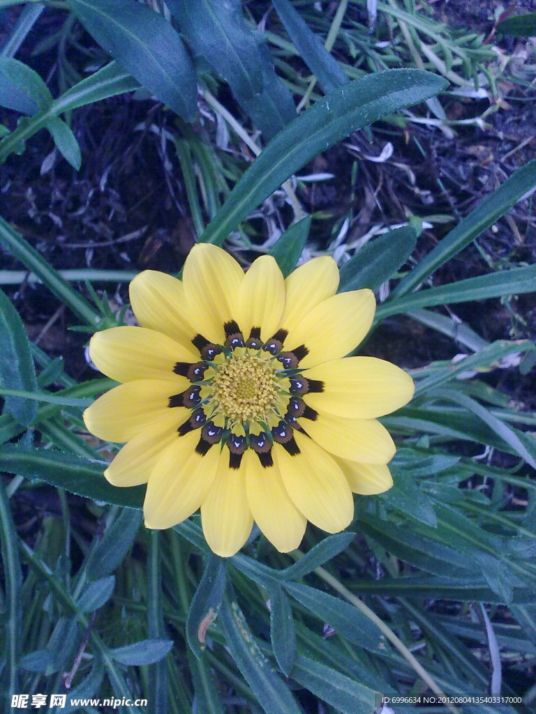 太阳花