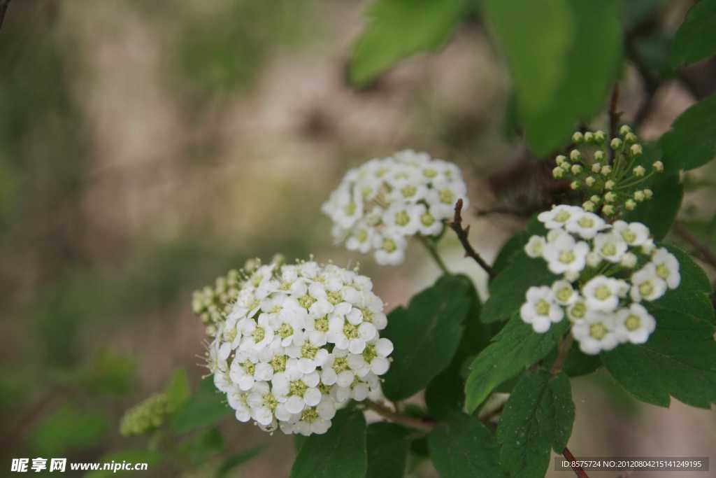 白色球花