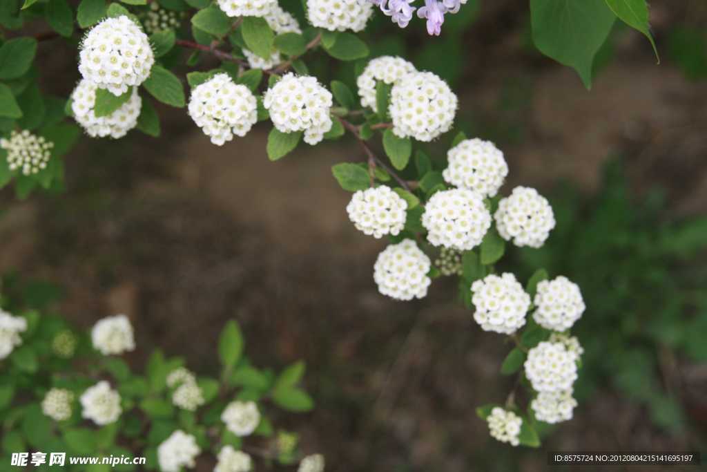 沙果花